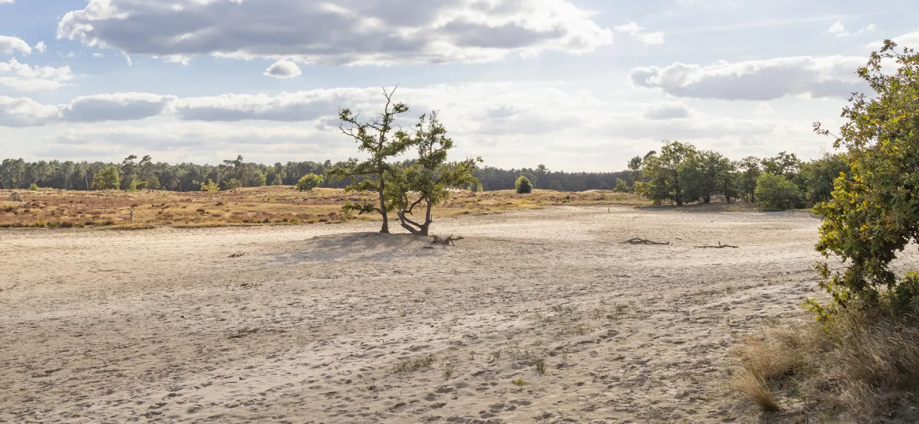 Réserver un camping près des dunes de Loonse et de Drunense