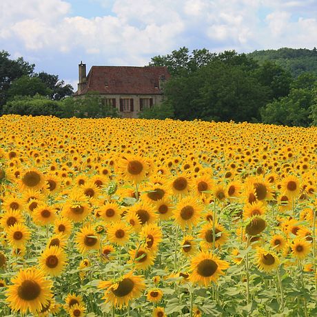 Notre campagne en Dordogne